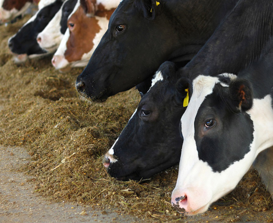 Close-up of a line of cows eating silage off the floor in a barn.