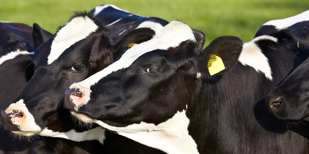 A group of Friesian cows gathered in a grassy field.