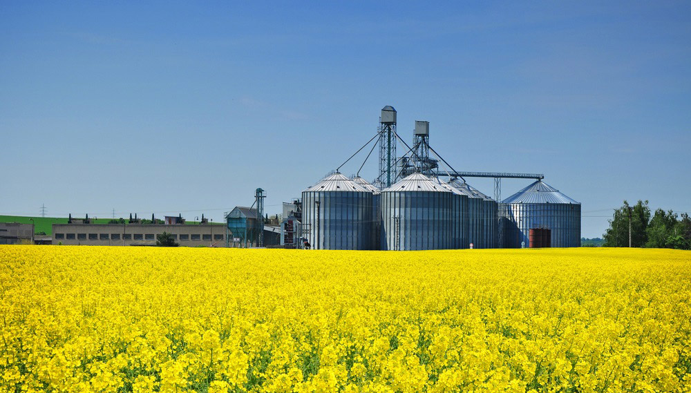 A scene featuring a vast field of vibrant yellow flowers in front of a large oil factory in the background. Cylindrical structures with pointed tops can be seen.