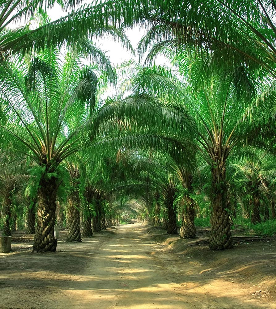 A dirt path bordered by palm trees, with their leaves forming a canopy overhead.