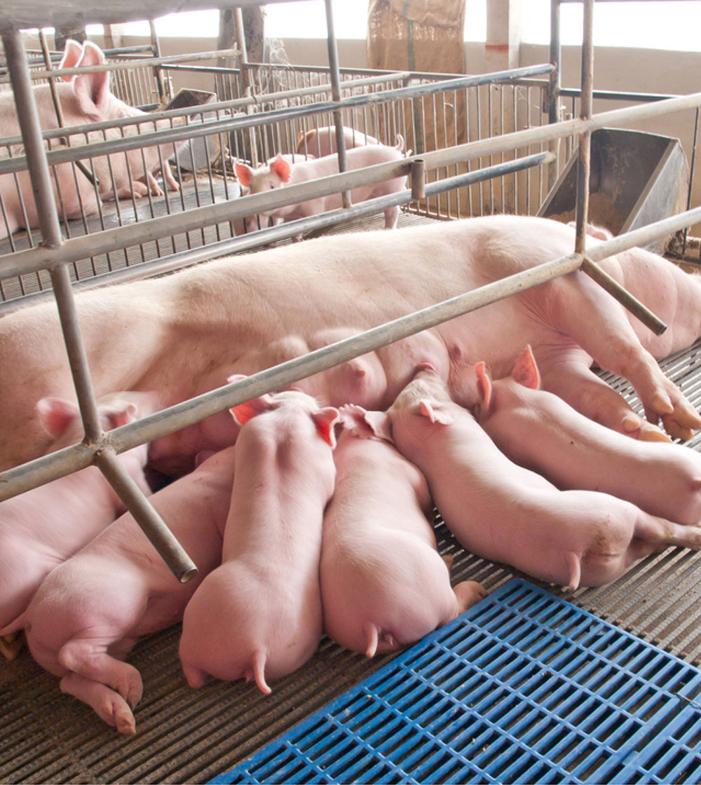 Several baby piglets nursing from their mother in a barn.