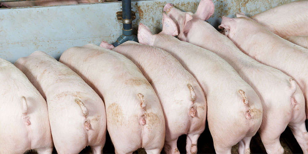 A line of pigs closely packed together, eating from a metal feeder.