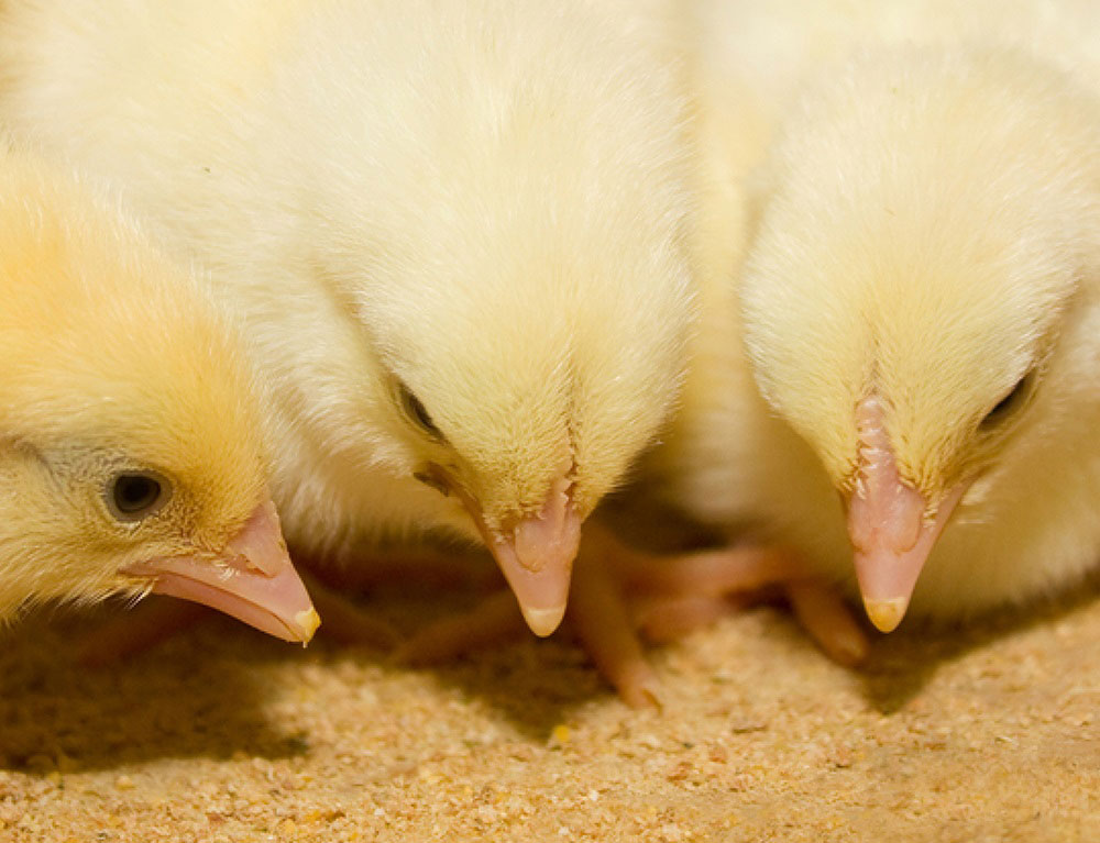 Close-up of three baby chicks pecking at seeds on the floor.