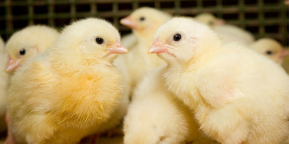 A group of yellow baby chicks huddled close together inside a cage.
