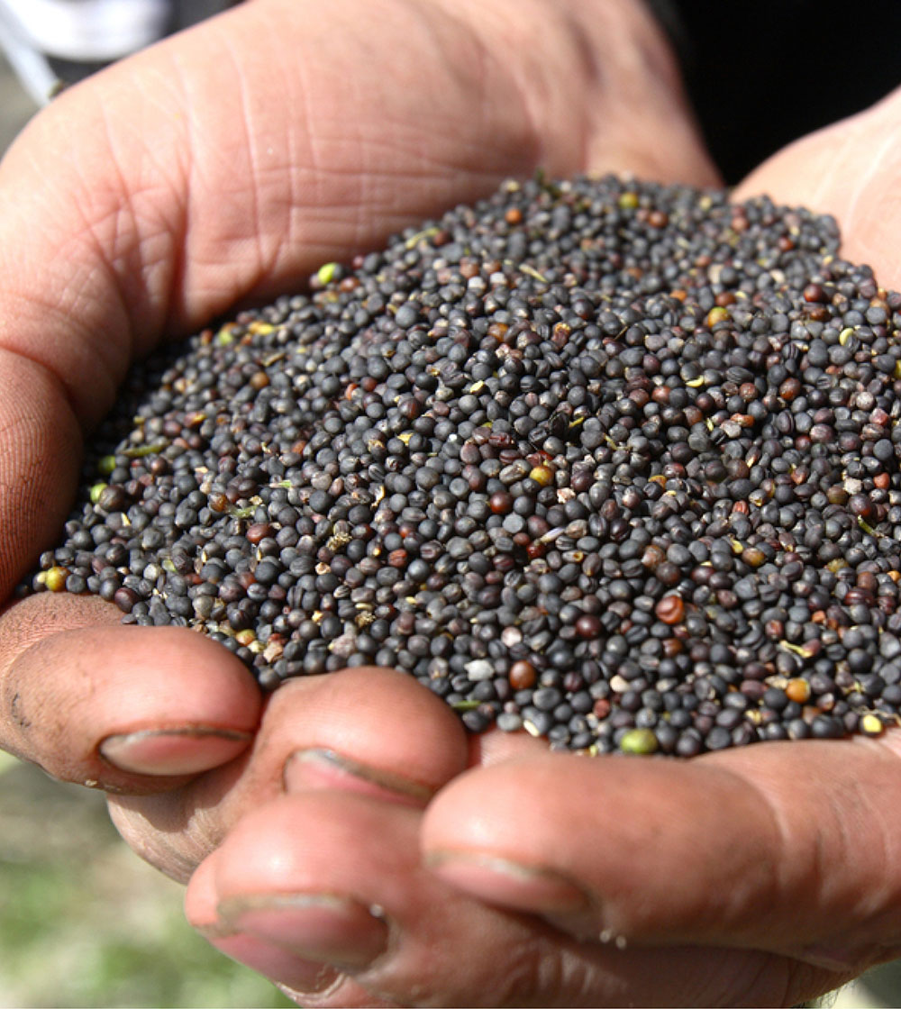 Dirty hands cupping a handful of rapeseeds.