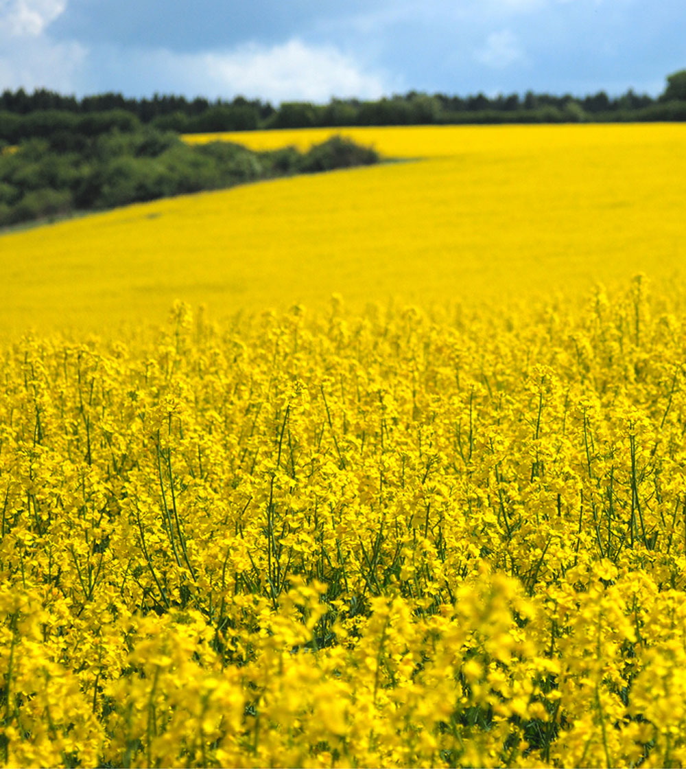 A large rapeseed field in bloom, with bright yellow flowers stretching across the landscape.