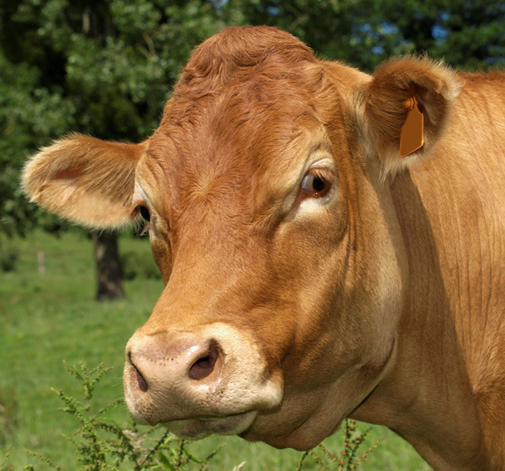 Close-up headshot of a brown cow with a grassy field and trees in the background.
