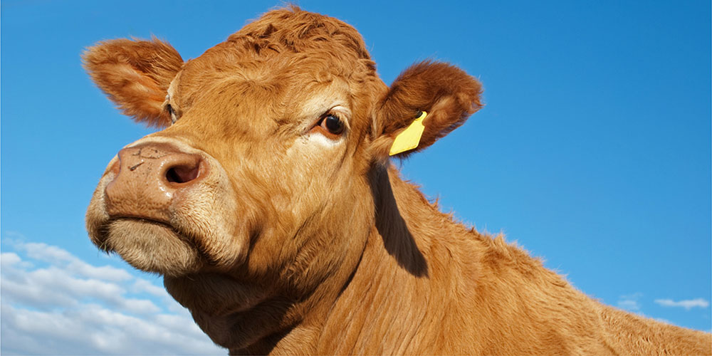 Close-up headshot of a brown cow with a clear blue sky in the background.