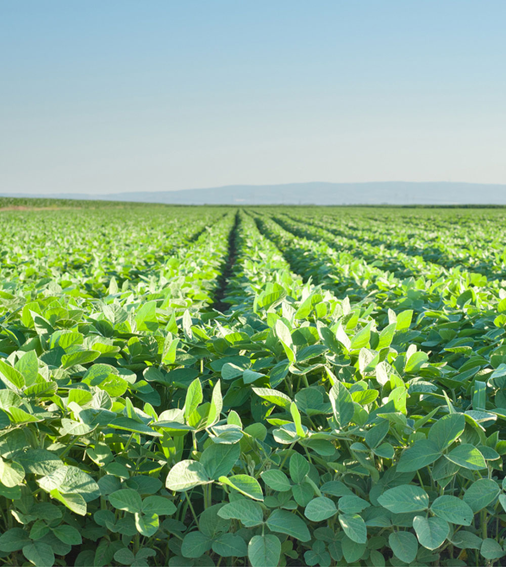 A field of soybean plants growing in rows.