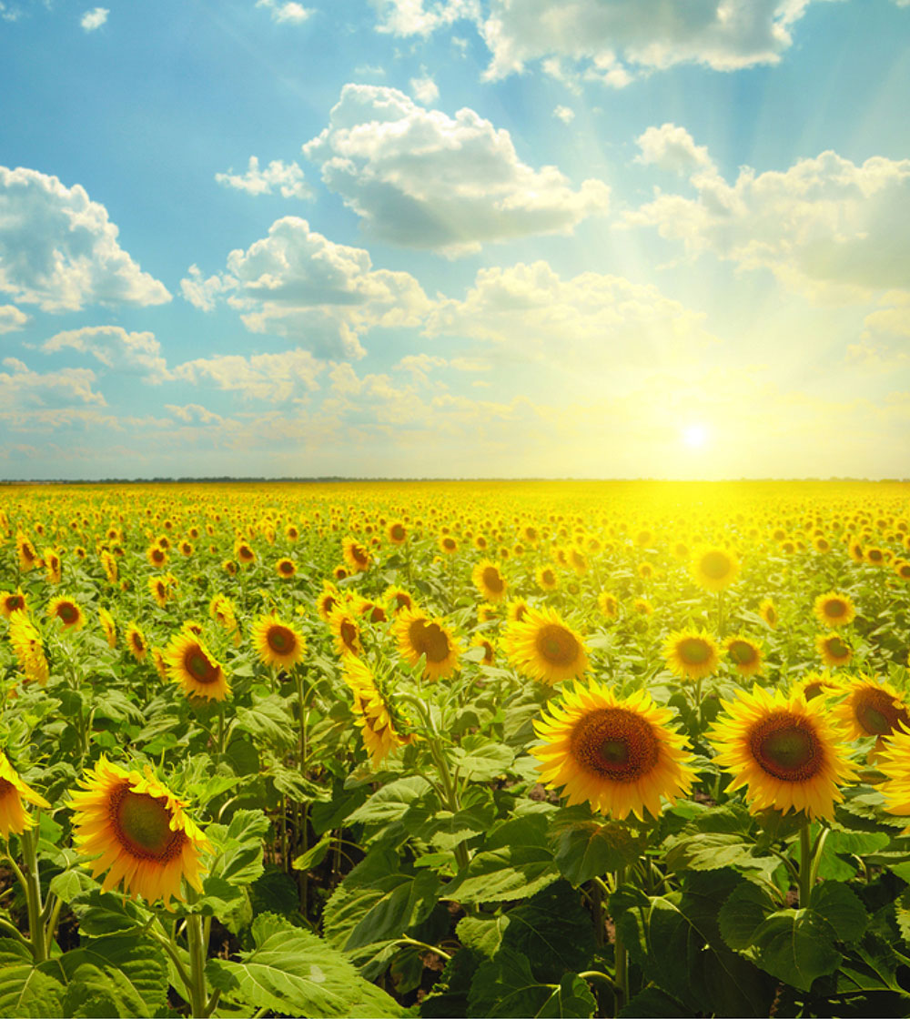 A sunflower field with a bright blue sky in the background, as the sun sets and shines down.